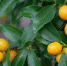 public://article-images/2020/01/17/news-nid109977-164398.jpg - Top68.Ru