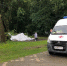 Во дворах Тамбова спиливают старые деревья - OnlineTambov.Ru