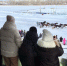 В Тамбове прошёл зимний праздник рысистого коневодства - Тамбовская жизнь