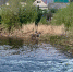 В Тамбове организуют временную плотину для поддержания уровня воды в Цне - ВТамбове.Ru