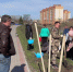 Погибшие на набережной Рассказова туи заменили сиренью - ГТРК