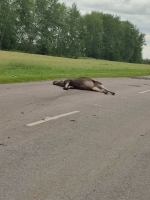 В Мучкапском округе сбили лося