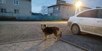 В Тамбовской области введут новые правила оценки агрессии бездомных животных - OnlineTambov.Ru