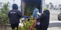 В Тамбове проверяют законность размещения ёлочных базаров - Администрация г. Тамбова
